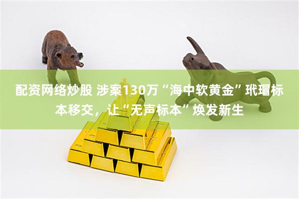 配资网络炒股 涉案130万“海中软黄金”玳瑁标本移交，让“无声标本”焕发新生